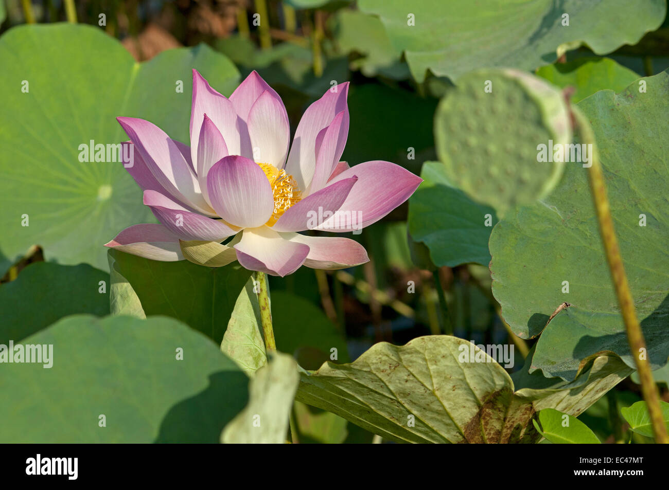 Fleur de Lotus, Nelumbo nucifera, Cambodge Banque D'Images