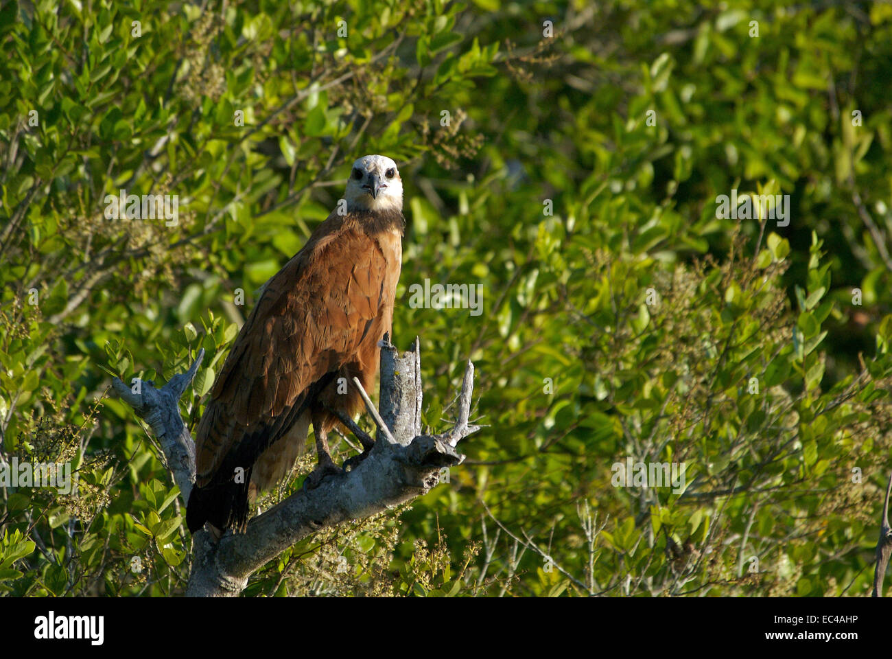 Poisson buzzard, Busarellus nigricollis, Pantanal, Brésil Banque D'Images