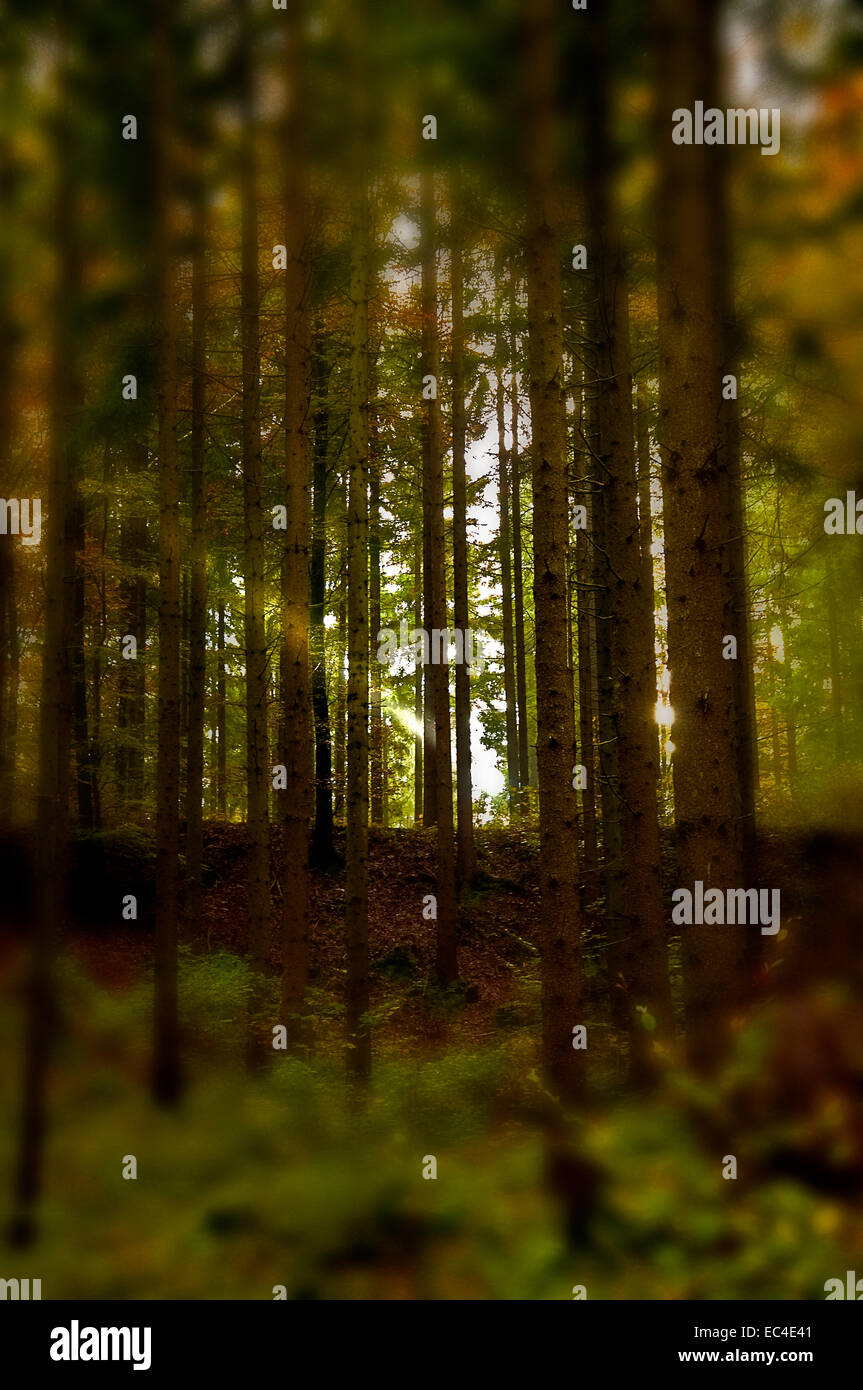 Rayon de soleil dans la forêt d'automne Banque D'Images