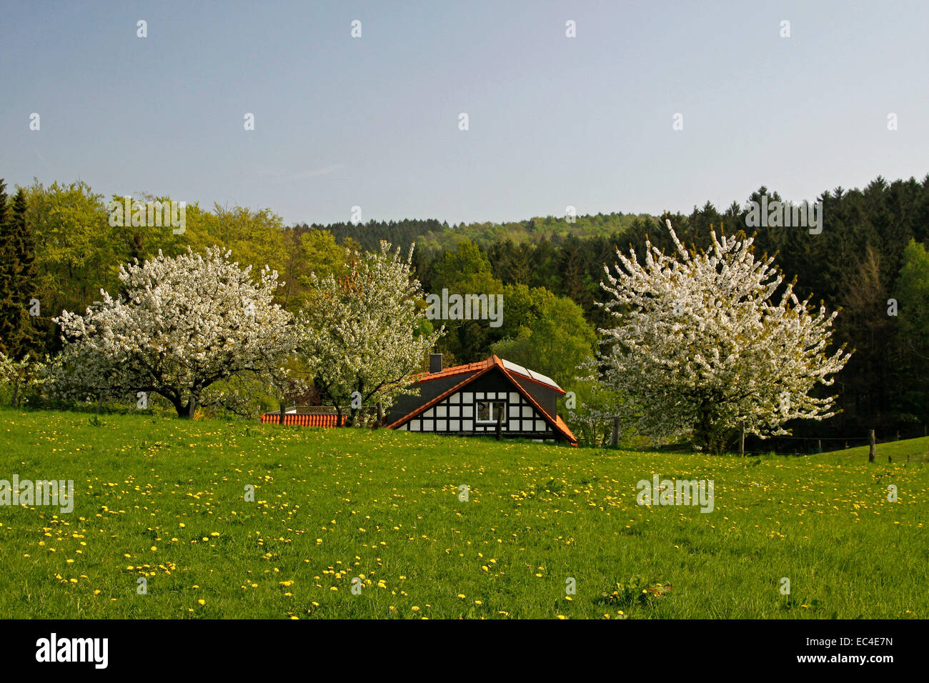 Paysage de printemps avec la moitié de maison à colombages et de cerisiers en avril, Osnabruecker pays, Basse-Saxe, Allemagne, Europe Banque D'Images