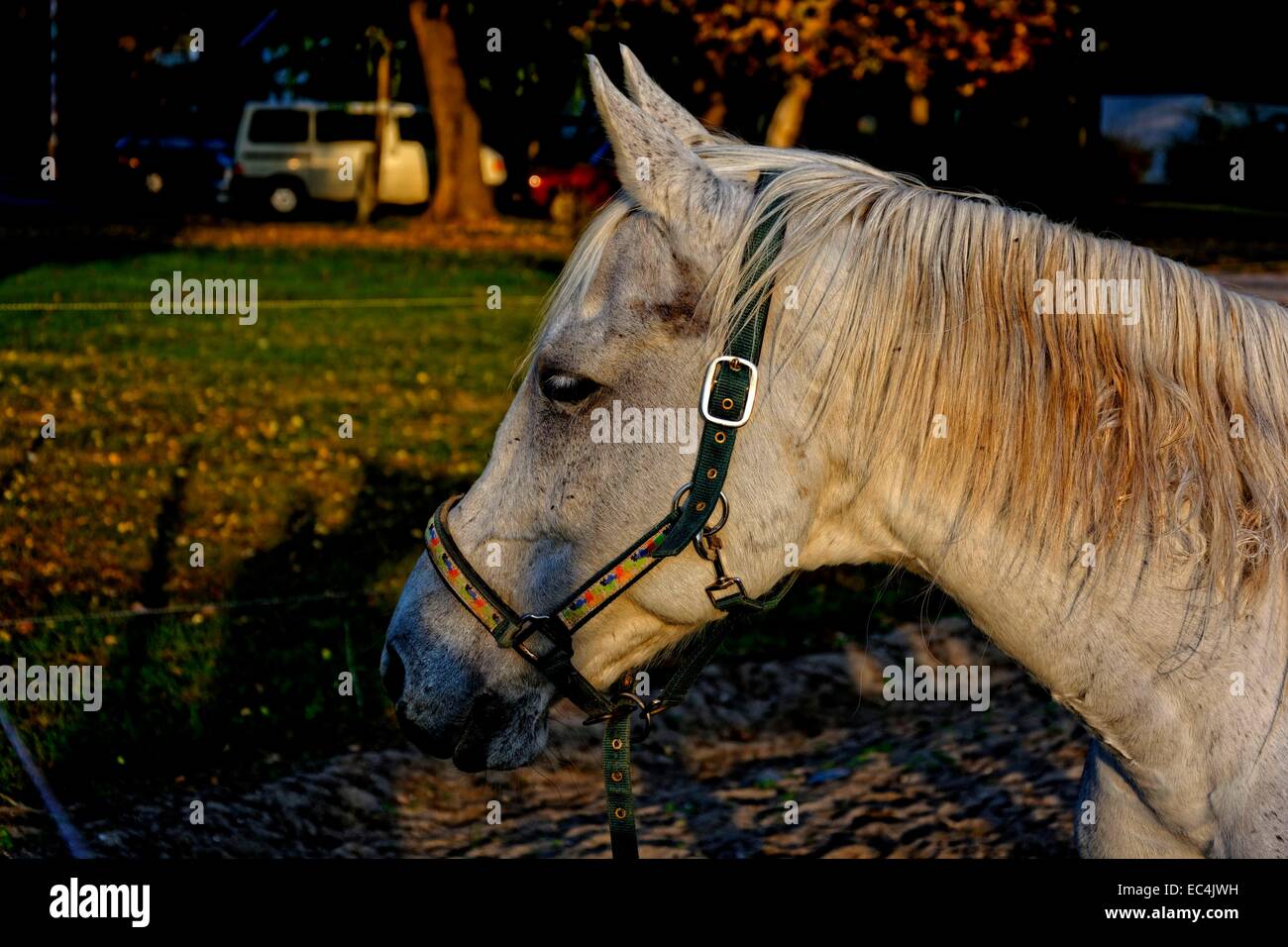 Pages cheval moule portrait dans le soleil du soir Banque D'Images