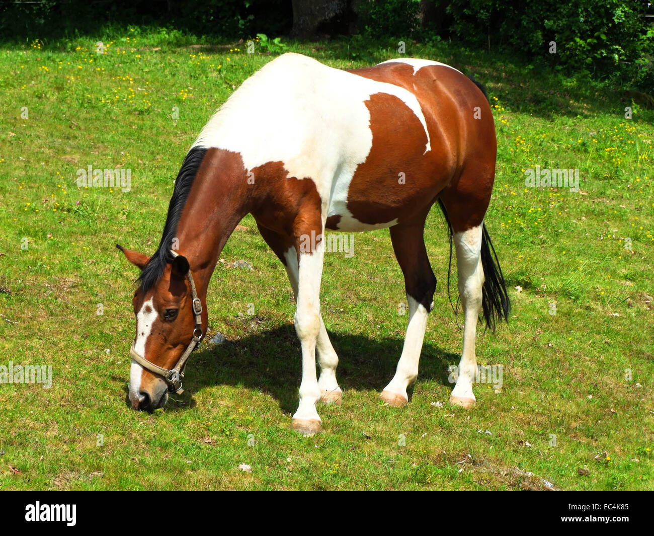 Pinto cheval Warmblood dans le Paddock Banque D'Images