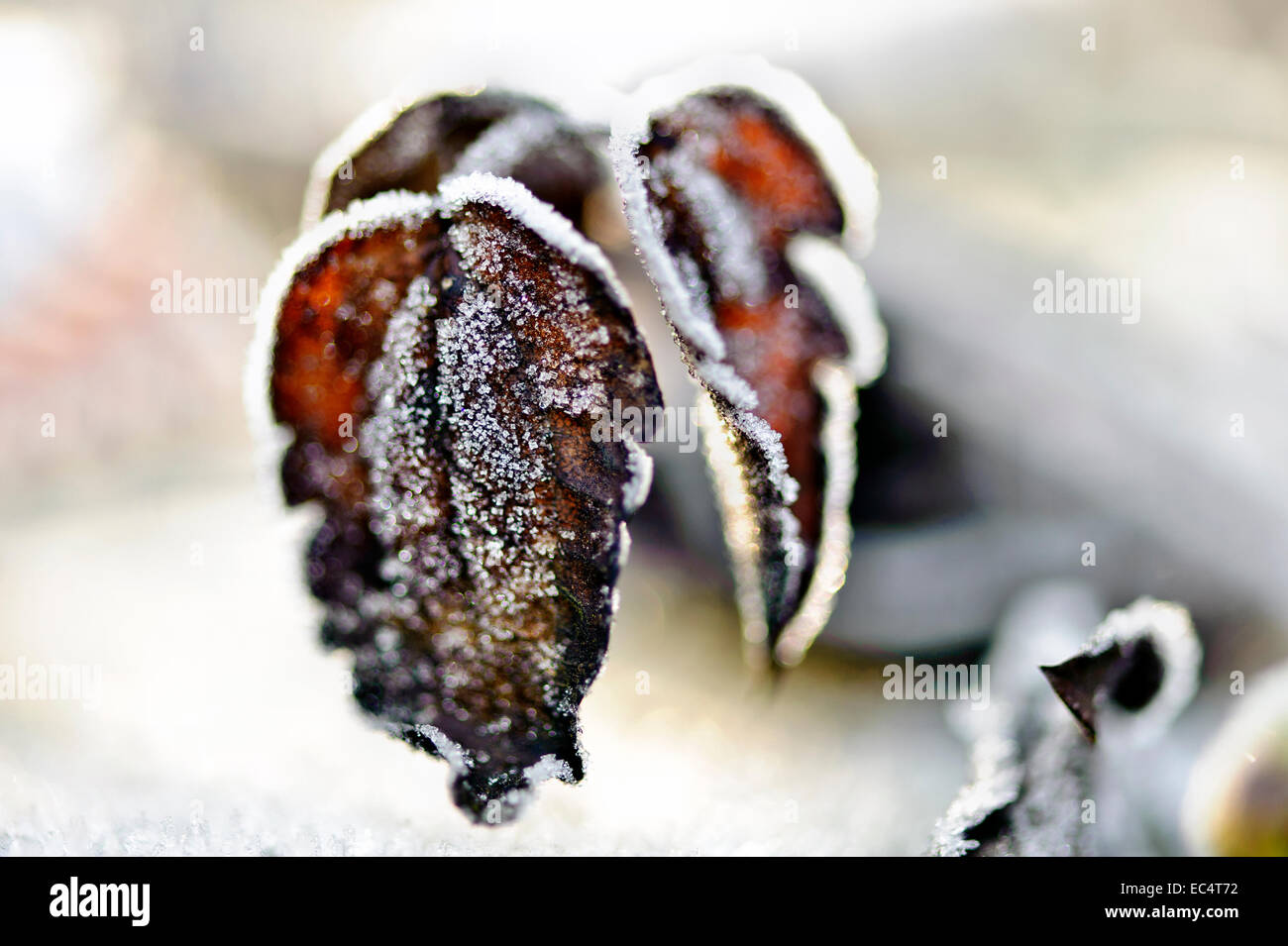 Feuilles de vin sauvage le matin frost Banque D'Images