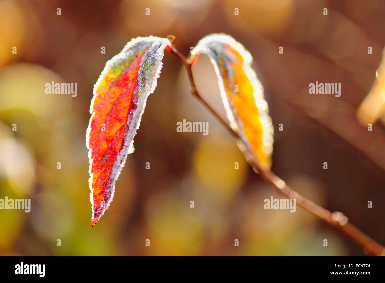 Dans les feuilles d'automne matin givre Banque D'Images