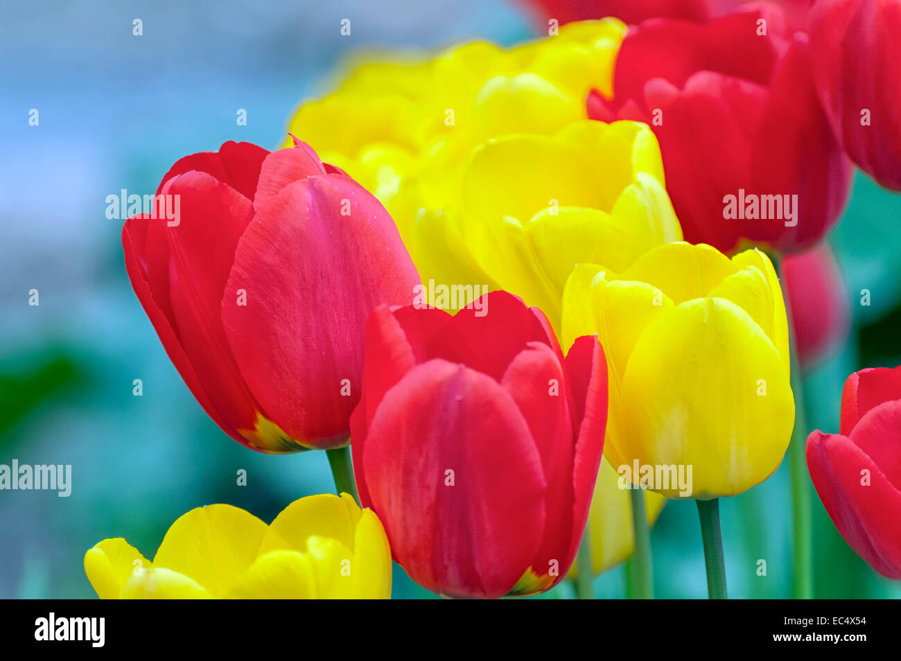 Tulipes rouges et jaunes au printemps Banque D'Images