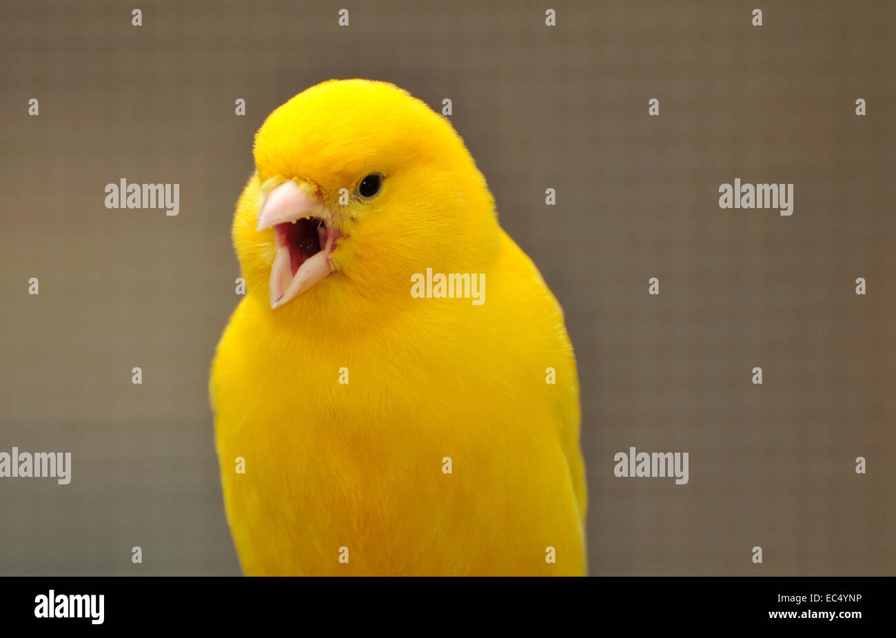 oiseau jaune Banque D'Images