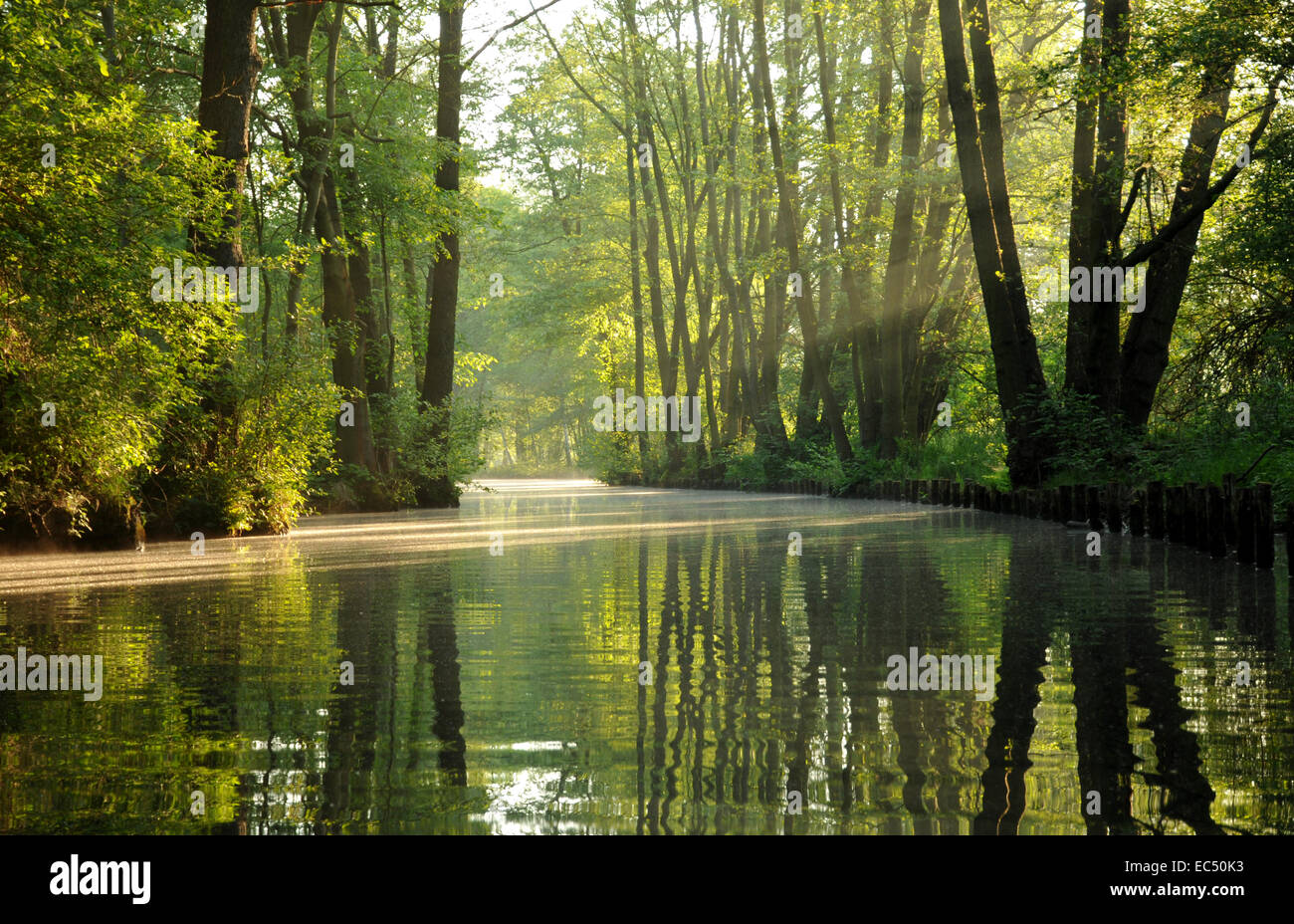 Tôt le matin dans la forêt de la Spree Banque D'Images