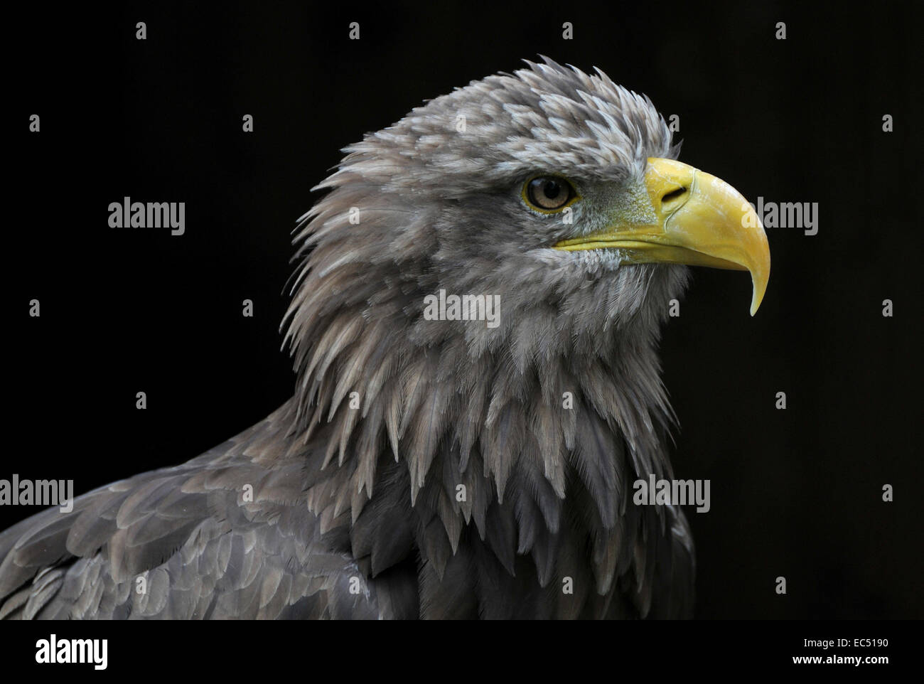 tête d’aigle Banque D'Images