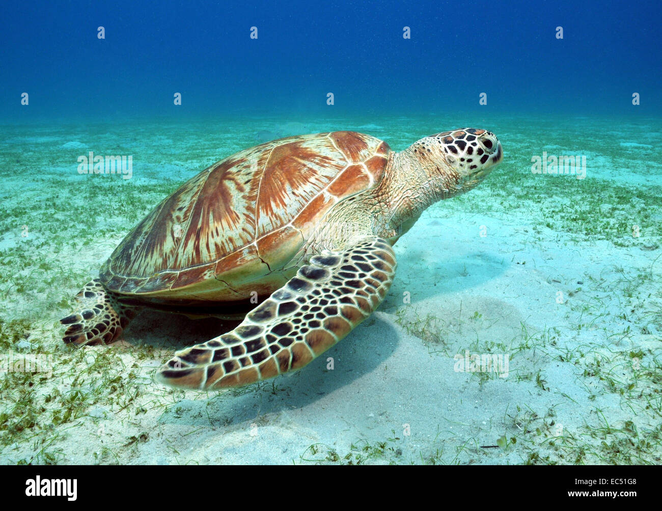 Tortue de mer sur grass meadow Banque D'Images