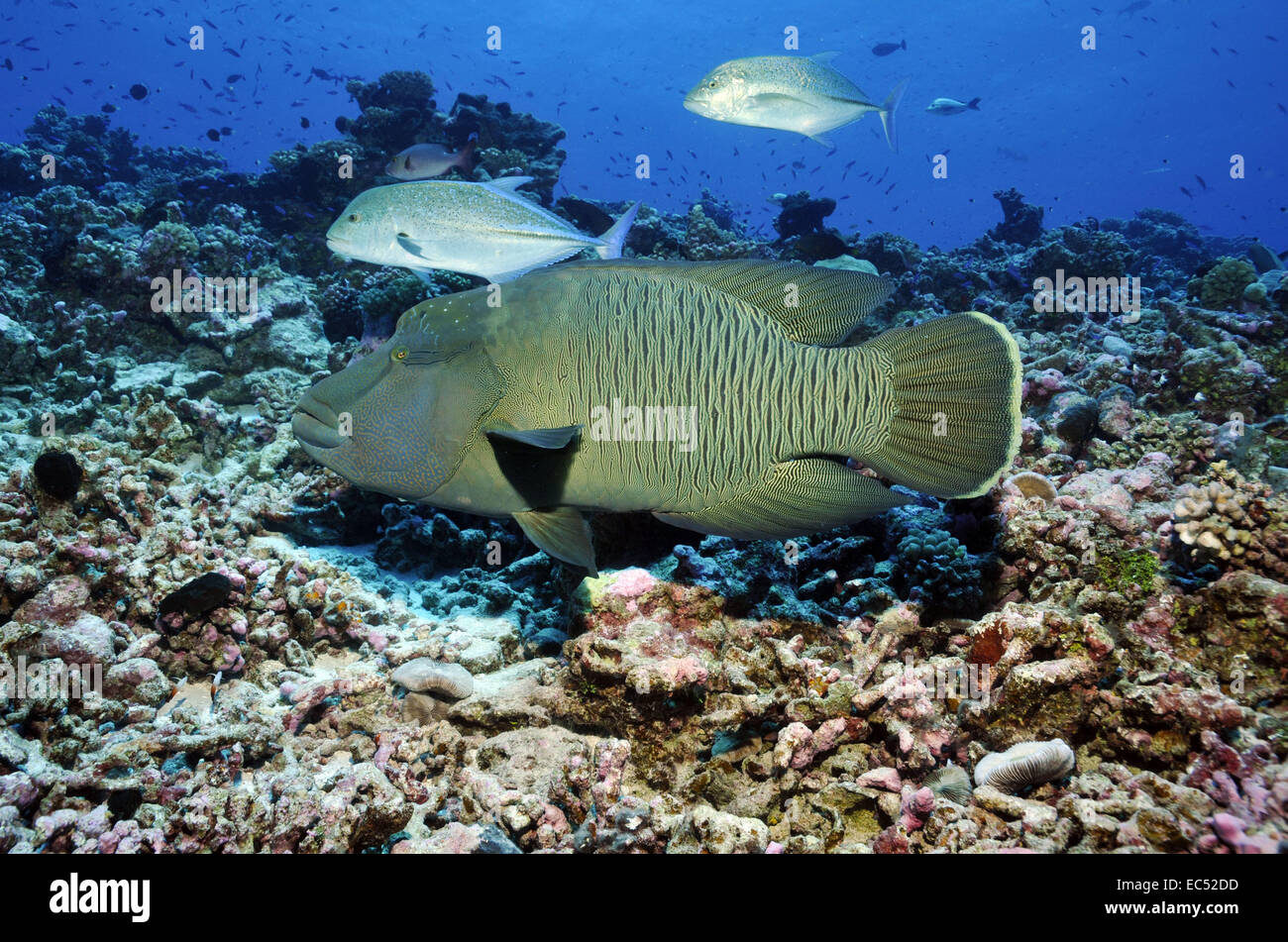 Poisson Napoléon et le chinchard Banque D'Images