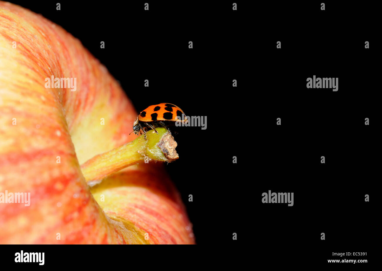 Coccinelle sur apple stem Banque D'Images