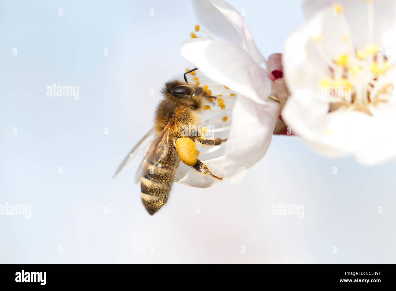 Libre d'un bourdon blanc perché sur une fleur de printemps Banque D'Images