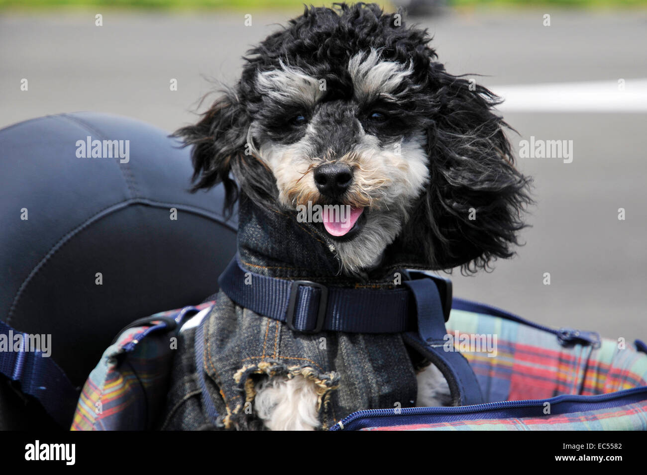 Caniche miniature Banque D'Images