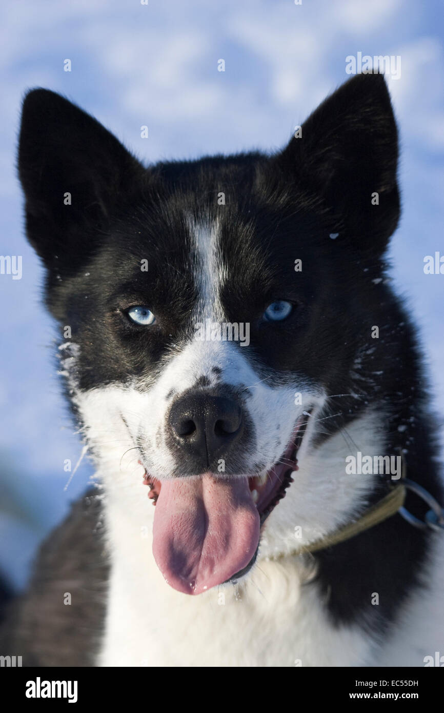 Les chiens avec un chariot élévateur chien qui court à Kiruna, Suède Banque D'Images