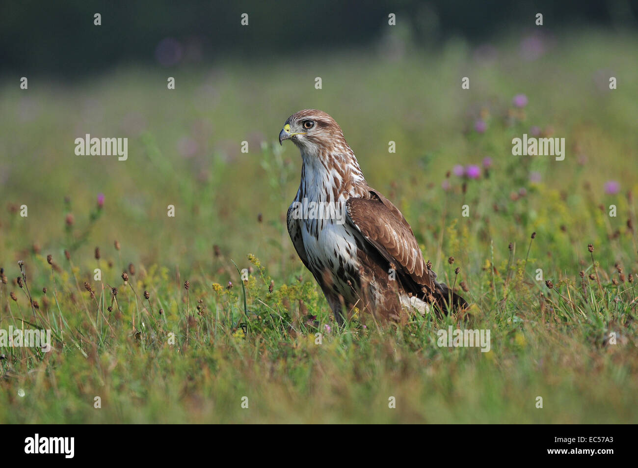 Buse variable Banque D'Images