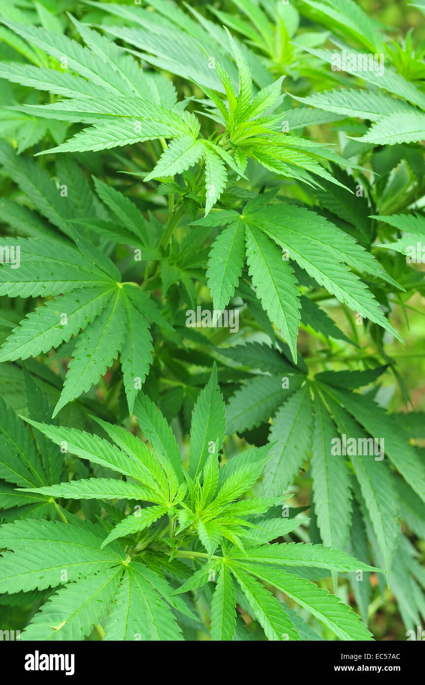 Plante de cannabis Banque D'Images