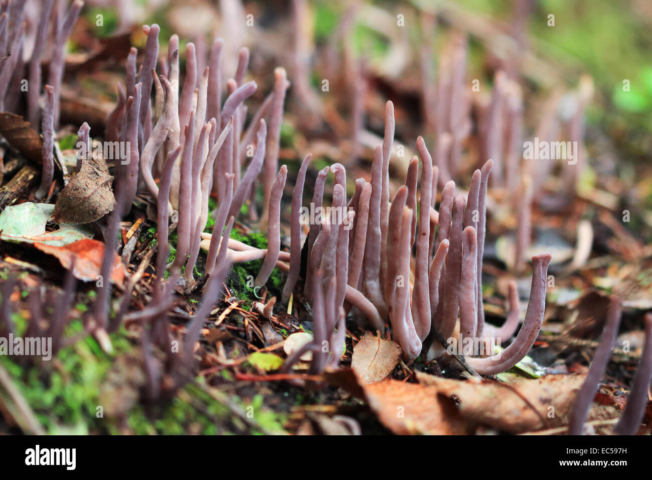 Champignon de corail (Clavaria purpurea), l'Oregon, USA Banque D'Images
