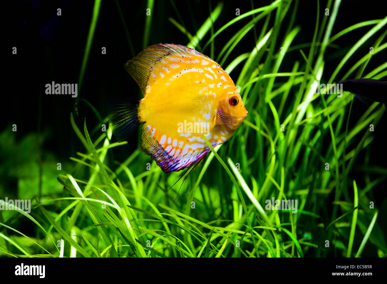 Vue d'un aquarium de poissons de corail Discus Pigeon Blood Banque D'Images