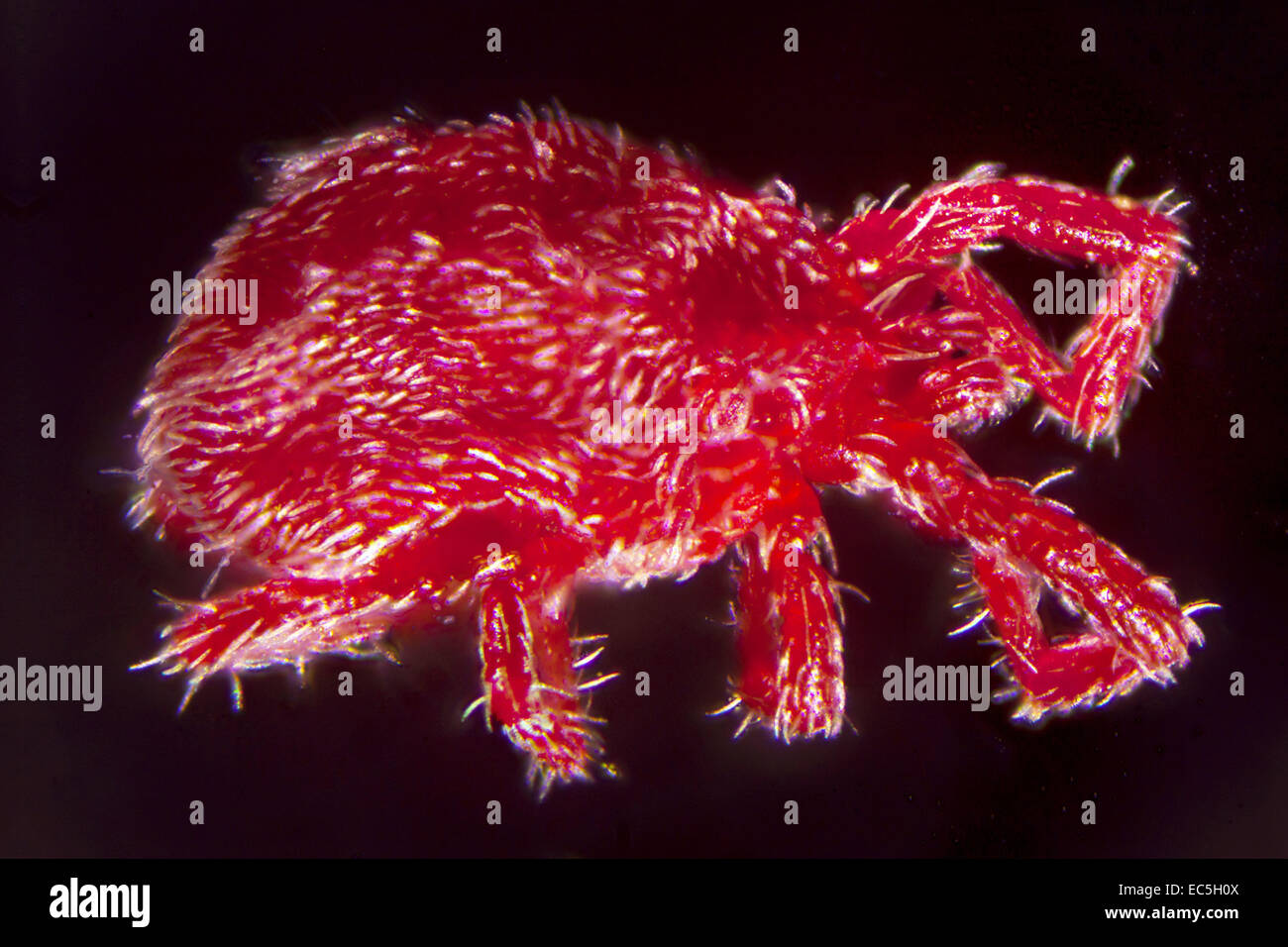 Une nymphe de microphotographie Trombidium Holosericeum Banque D'Images