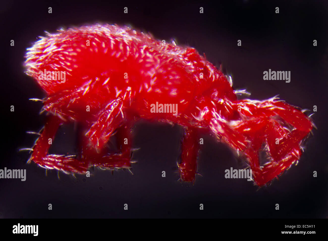 Une nymphe de microphotographie Trombidium Holosericeum Banque D'Images