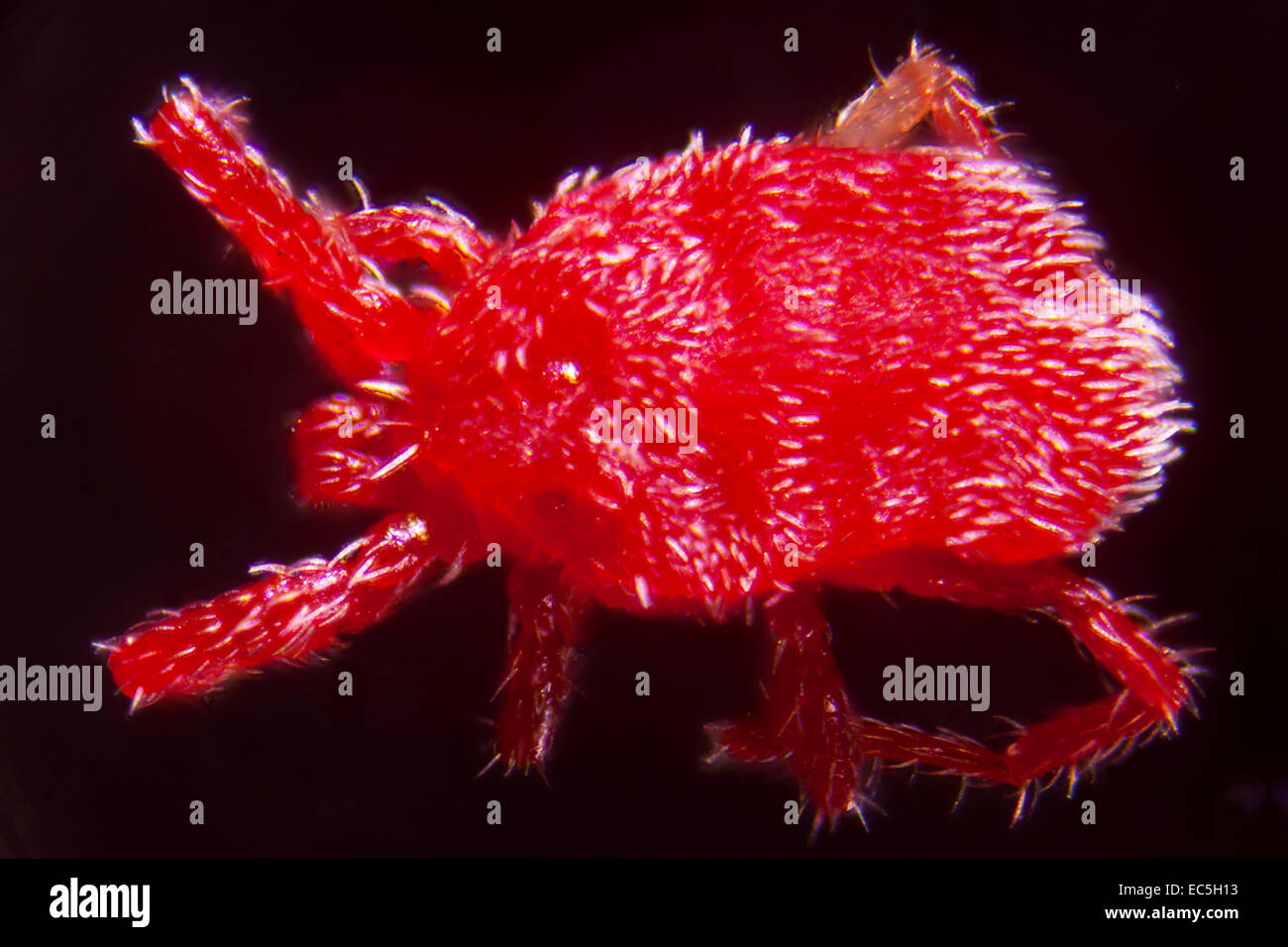 Une nymphe de microphotographie Trombidium Holosericeum Banque D'Images