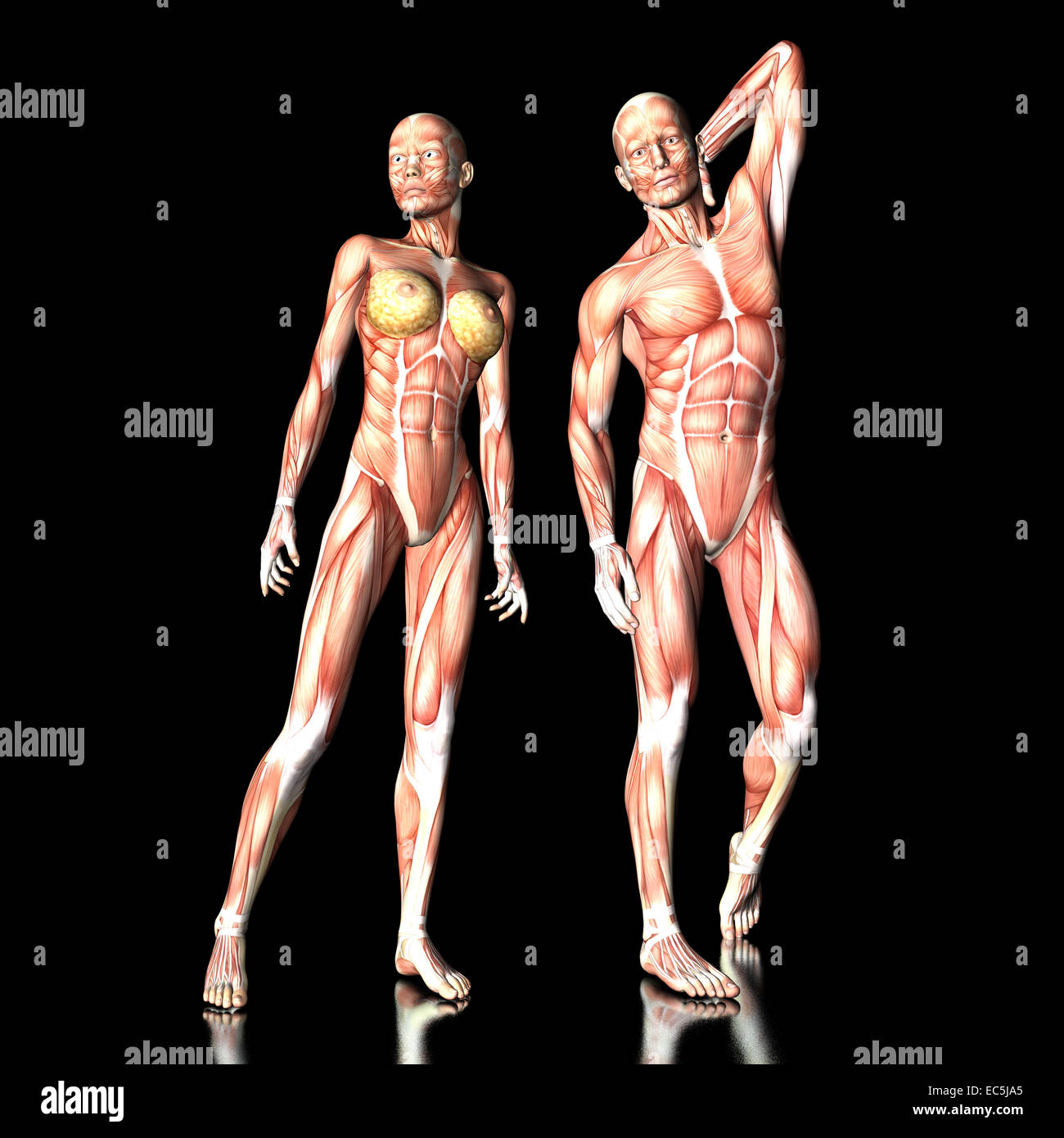Visualisation numérique de l'anatomie humaine Banque D'Images