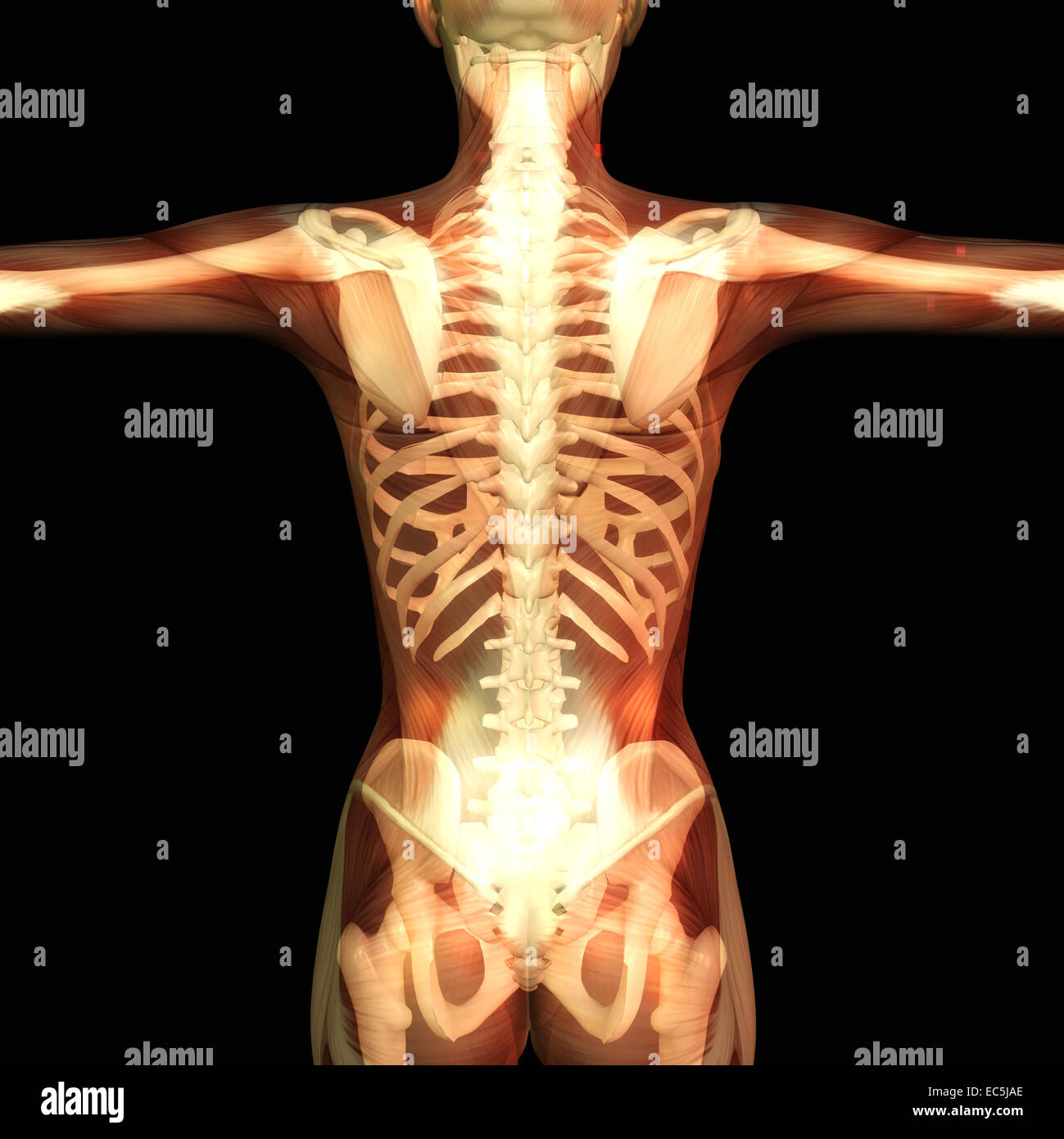 Visualisation numérique de l'anatomie humaine Banque D'Images