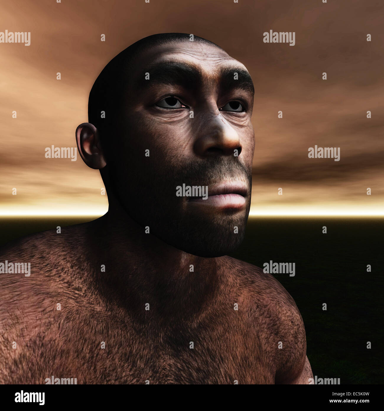 Homo Erectus Banque D'Images