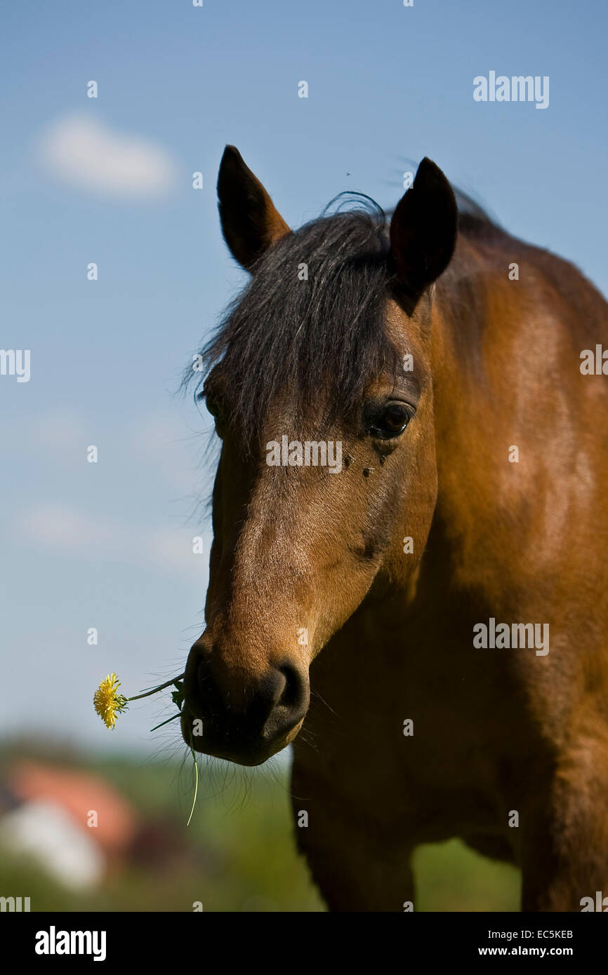 Fleur avec cheval Banque D'Images