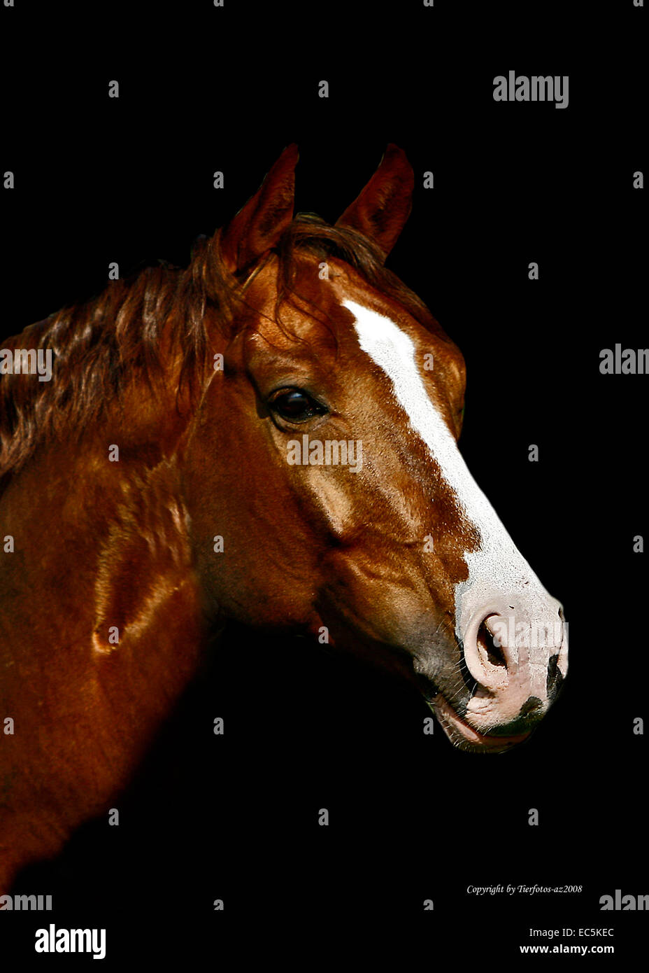 Stallion Banque D'Images