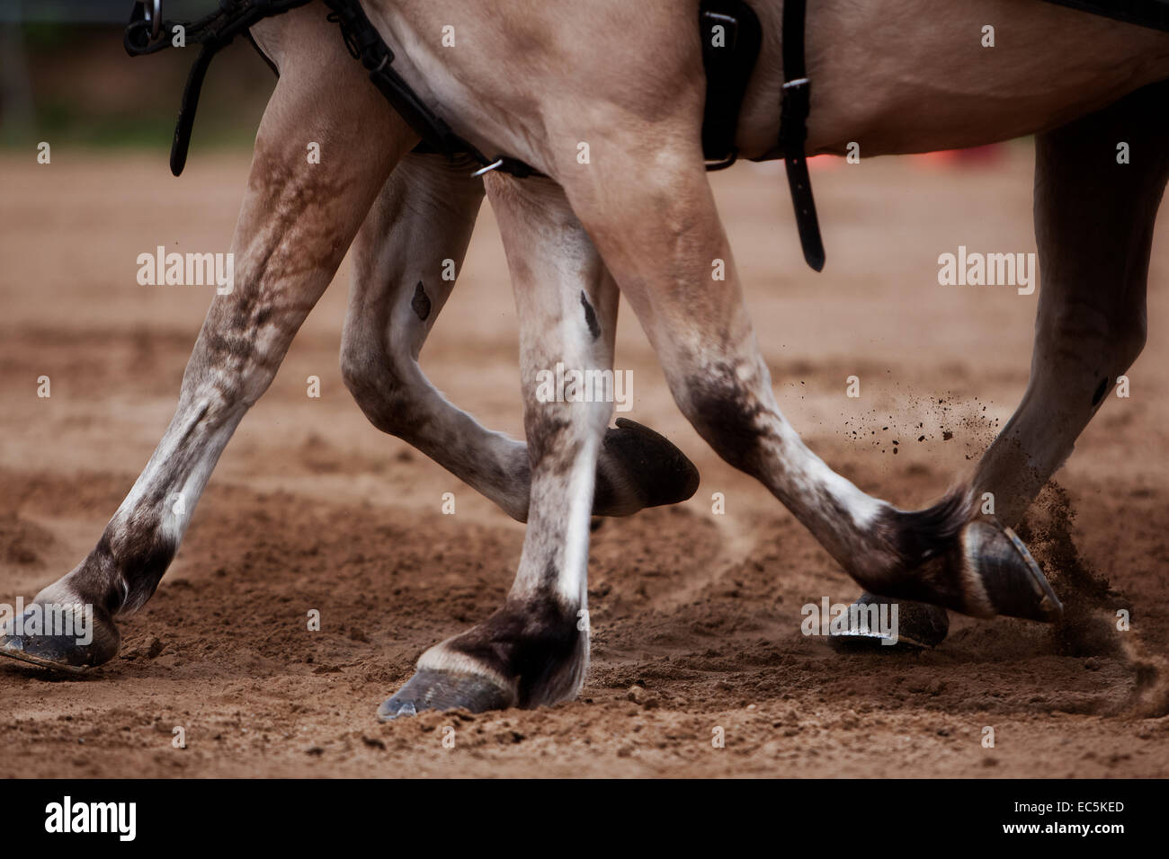 Horse Banque D'Images