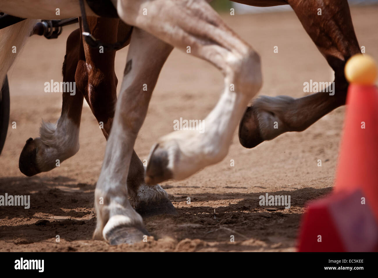 Horse Banque D'Images