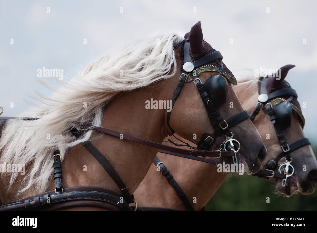 Horse Banque D'Images