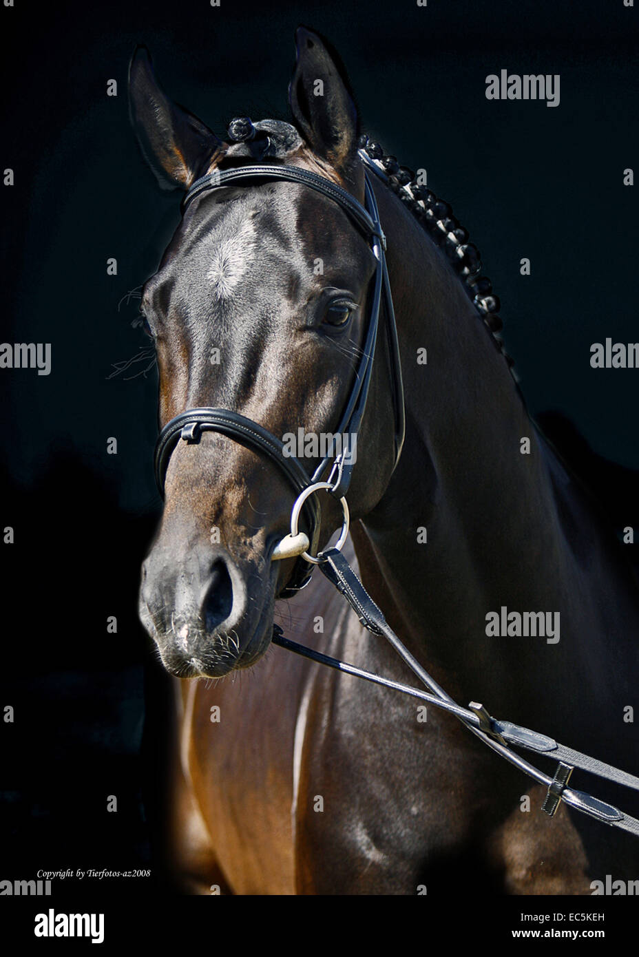 Stallion Banque D'Images