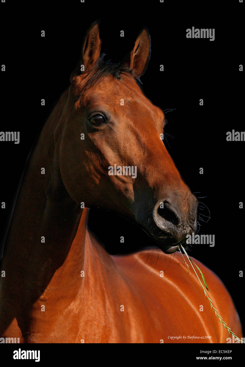 Stallion Banque D'Images