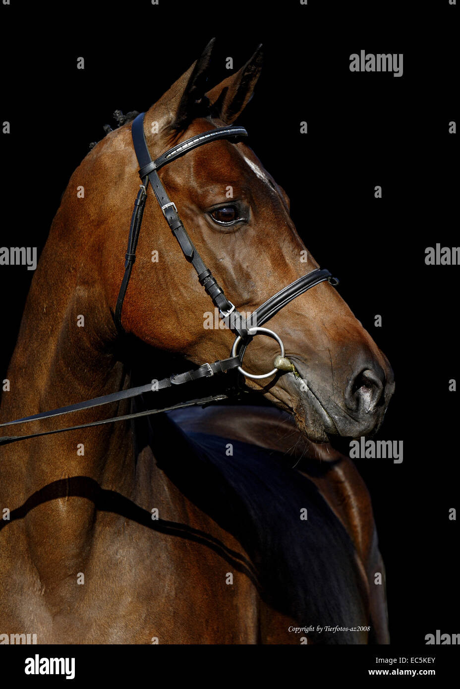 Stallion Banque D'Images