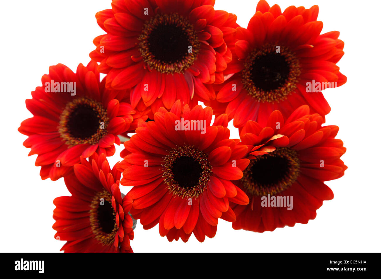 Gerbera rouge Banque D'Images