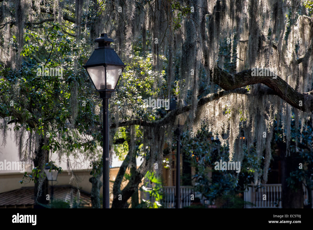 La mousse espagnole à Forsyth Park, Savannah, GA Banque D'Images