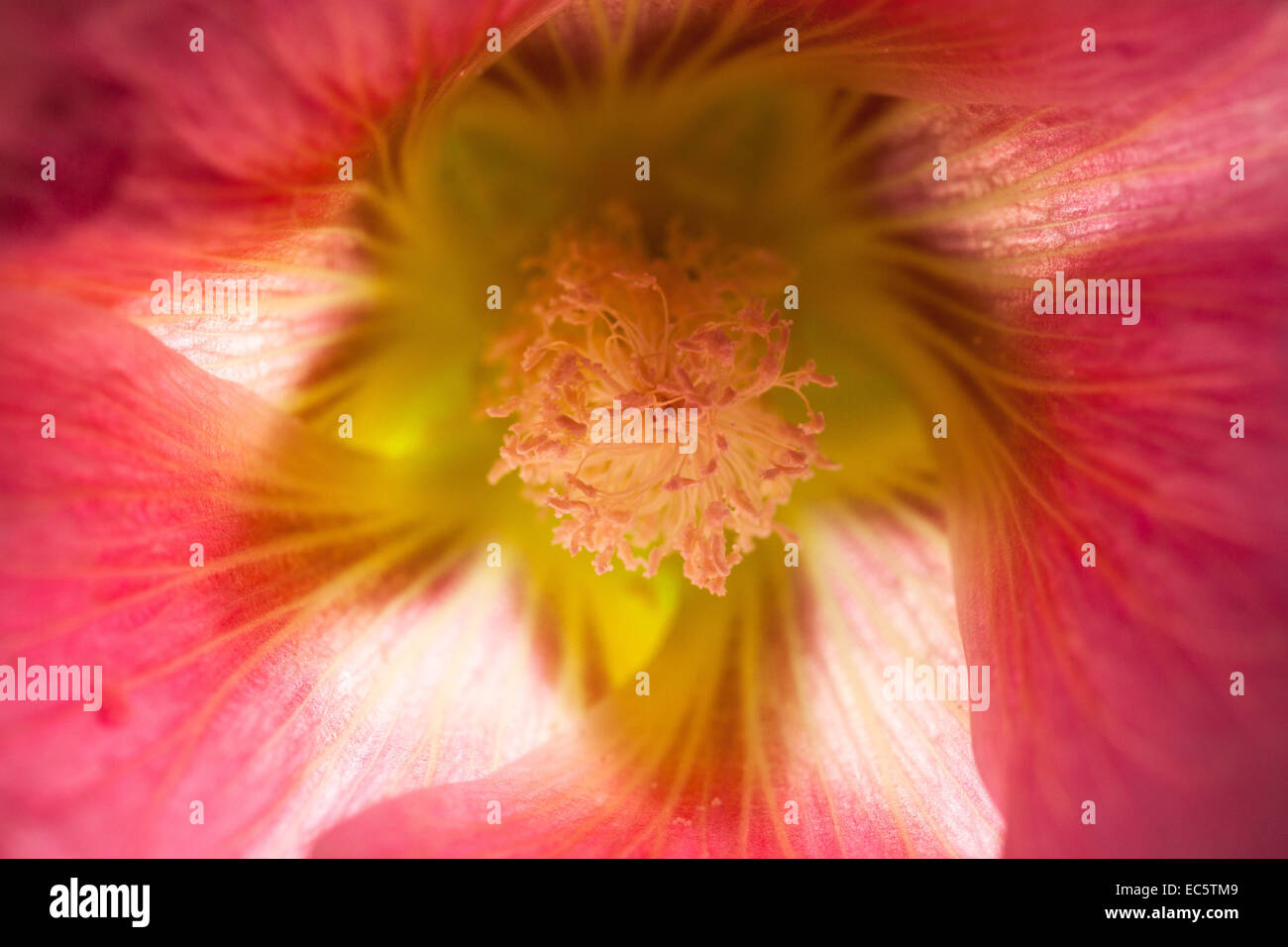 Hermaphrodites humain Banque de photographies et d’images à haute