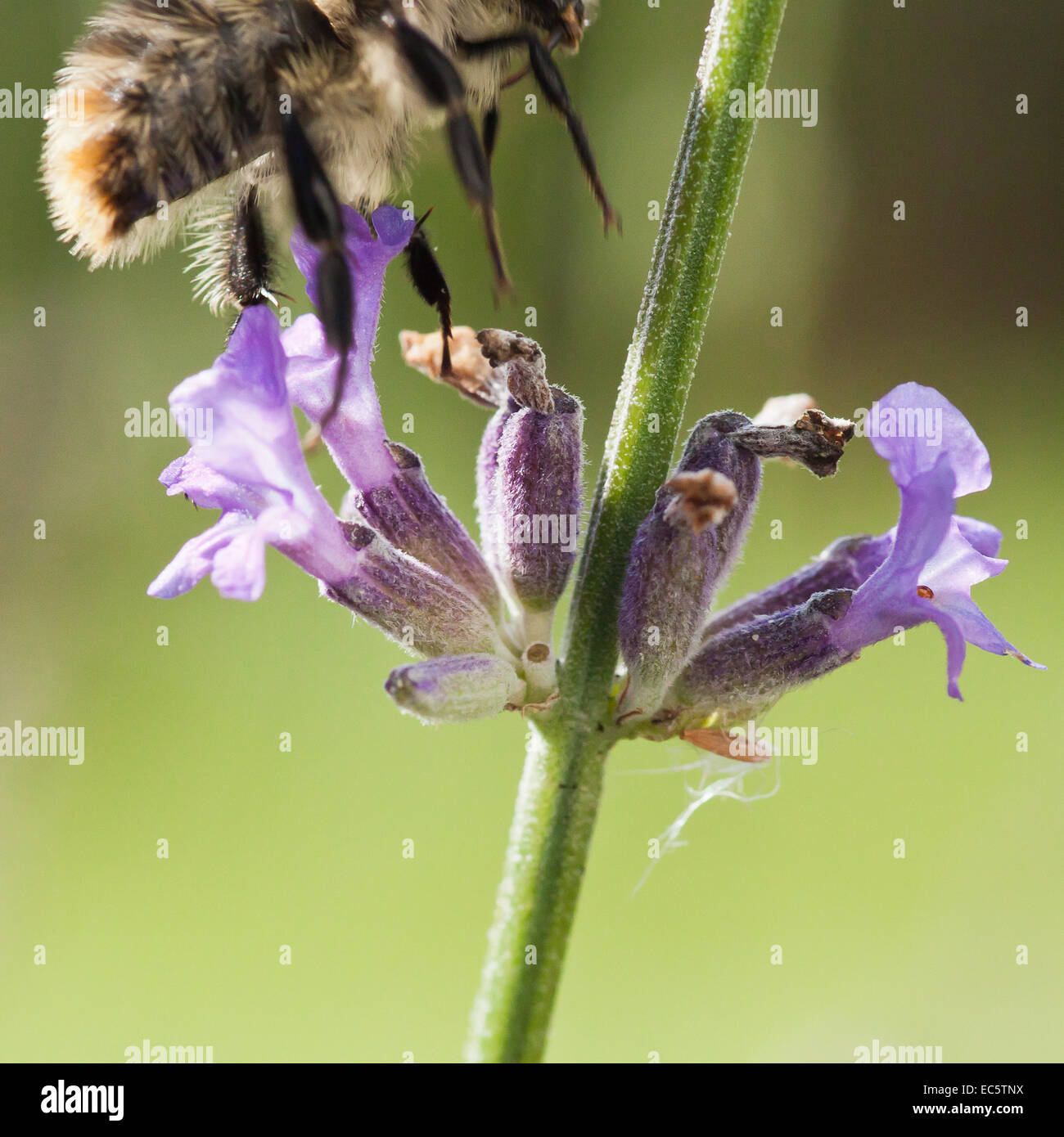 Bumblebee au départ de fleur de lavande Banque D'Images