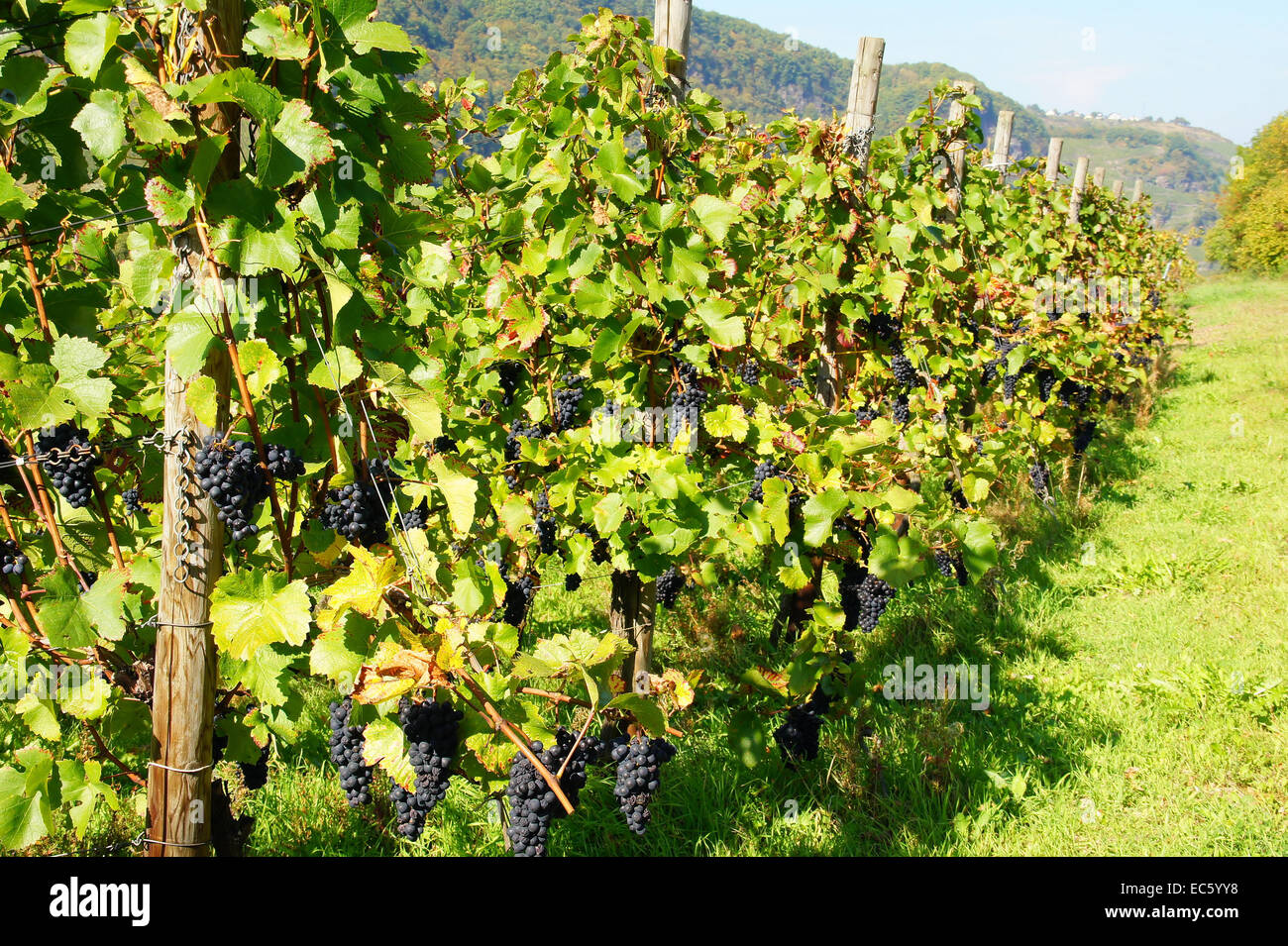Dornfelder vignoble dans la vallée de la Moselle Banque D'Images