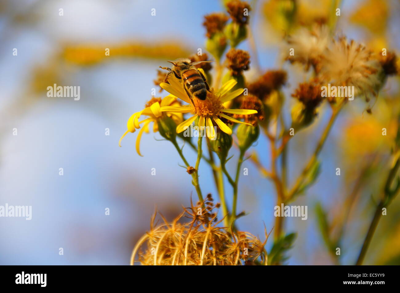 Abeille sur Jabobsgreiskraut close up Banque D'Images