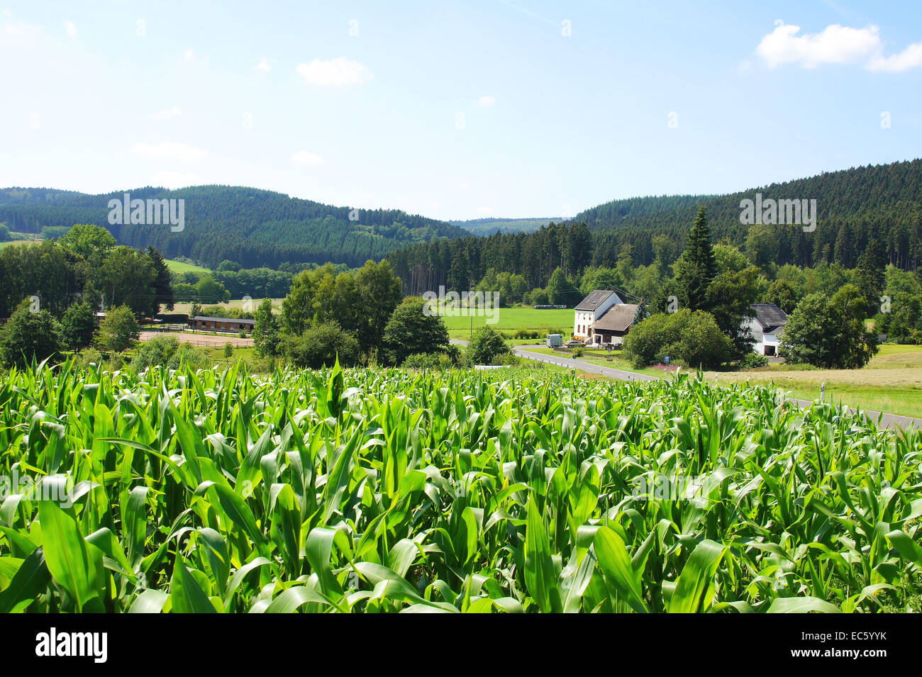 Les plantes de maïs à l'Idarwald Banque D'Images