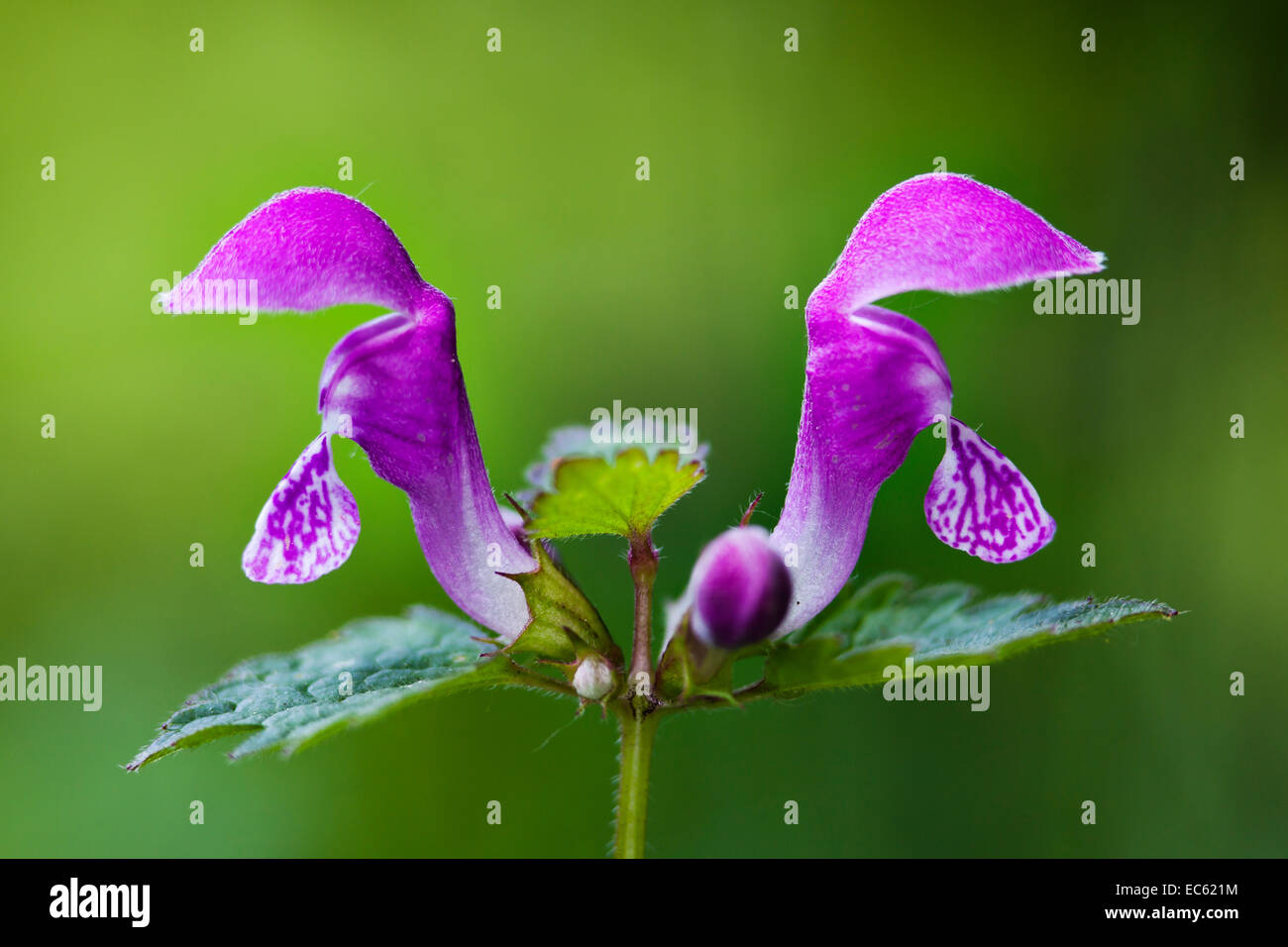 Repéré Deadnettle Lamium maculatum Banque D'Images