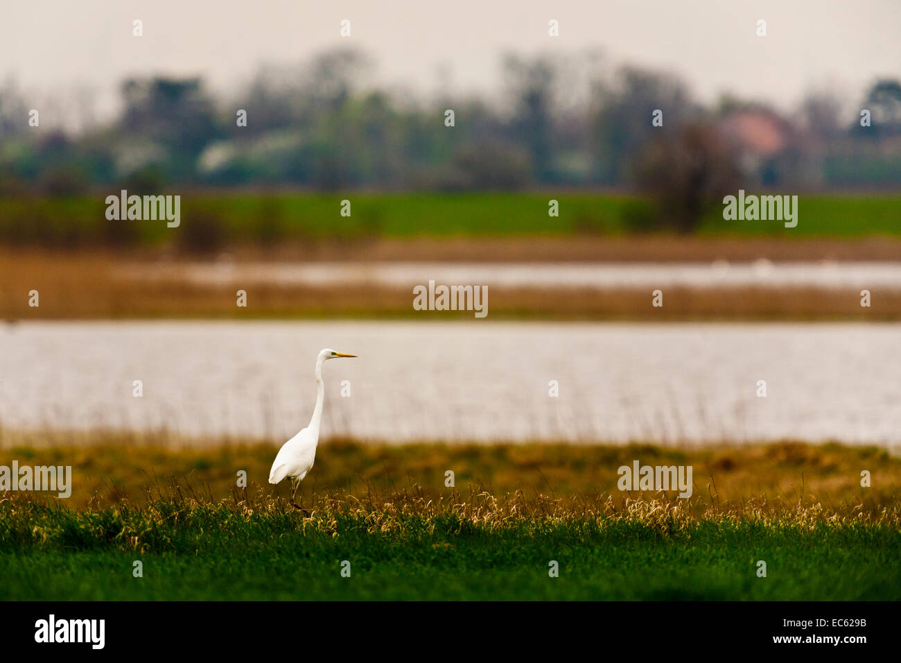 Grande Aigrette Casmerodius albus Région Burgenland, Autriche, Europe Banque D'Images
