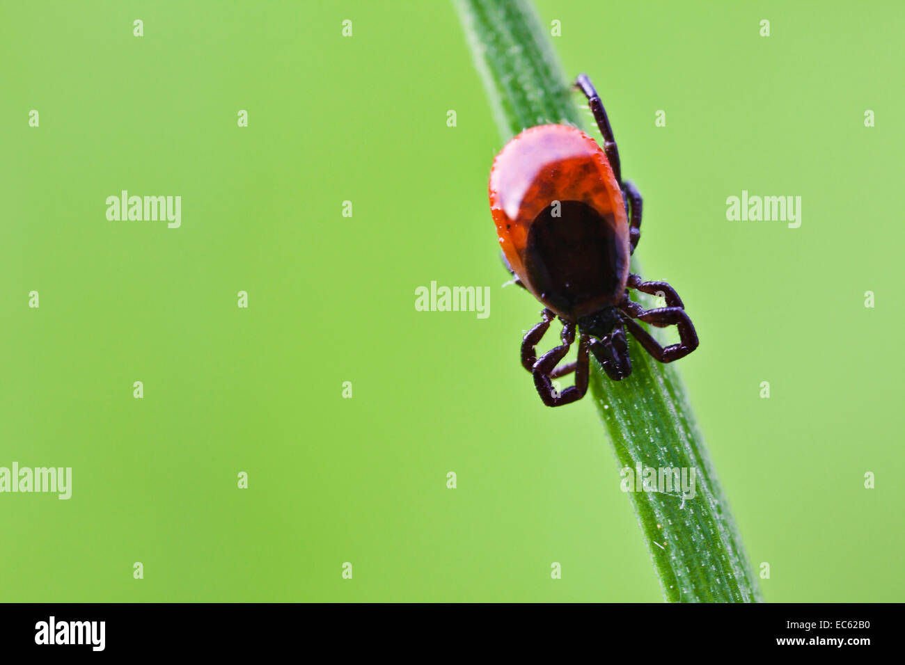 Tique Ixodes ricinus Banque D'Images