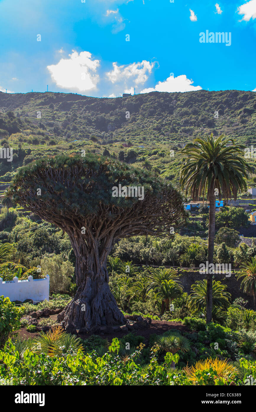 Icod de los Vinos, arbre dragon, Tenerife Banque D'Images