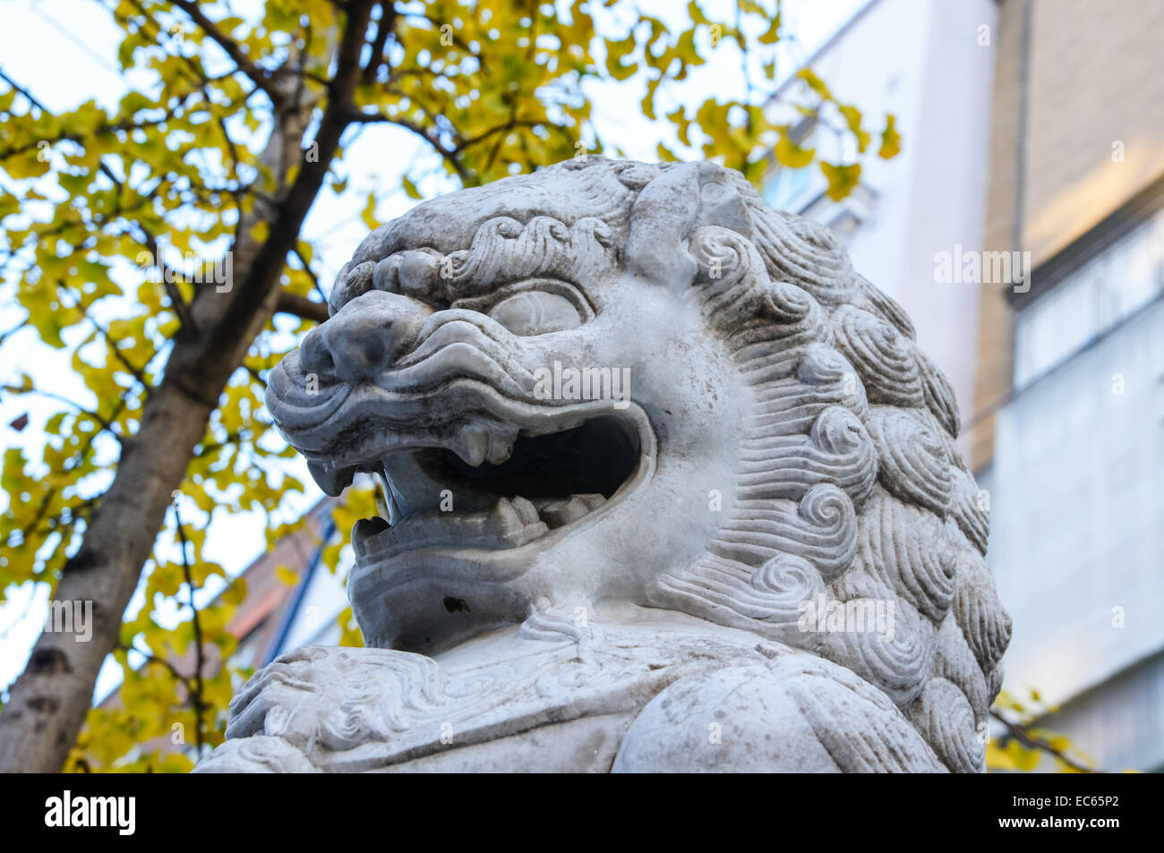 Gros plan d'un lion de pierre, lion chien ou foo chien sculpture à Chinatown, Londres Angleterre Royaume-Uni Banque D'Images