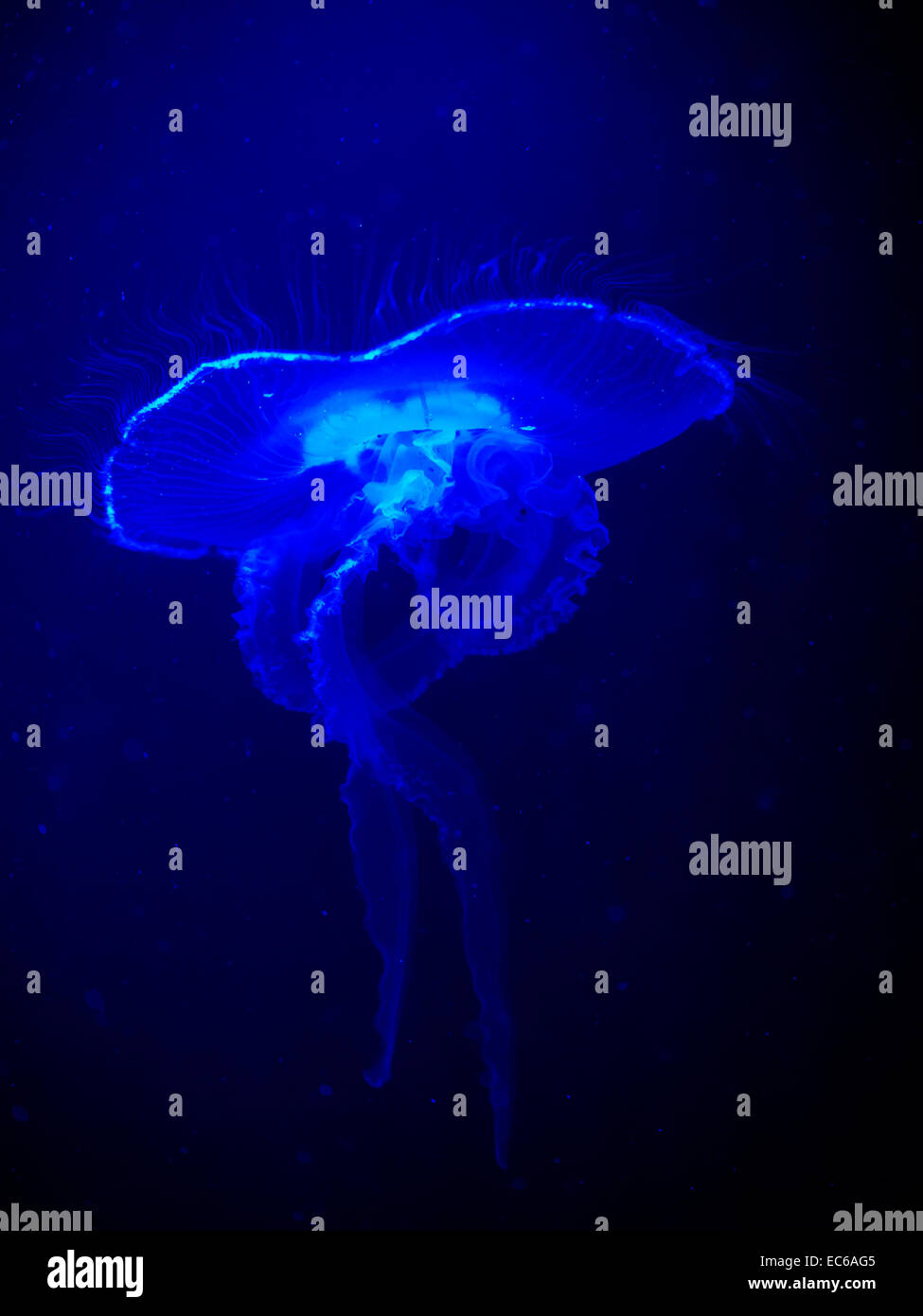 Méduse lunaire (Aurelia aurita) illuminant sous un éclairage bleu actinique Banque D'Images