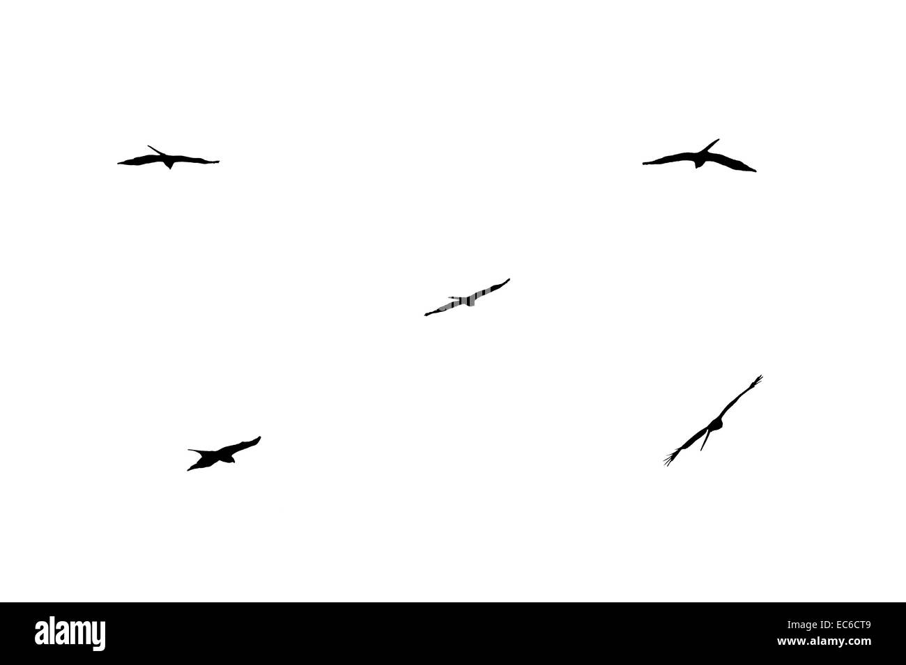 Silhouettes d'oiseaux de proie Banque D'Images